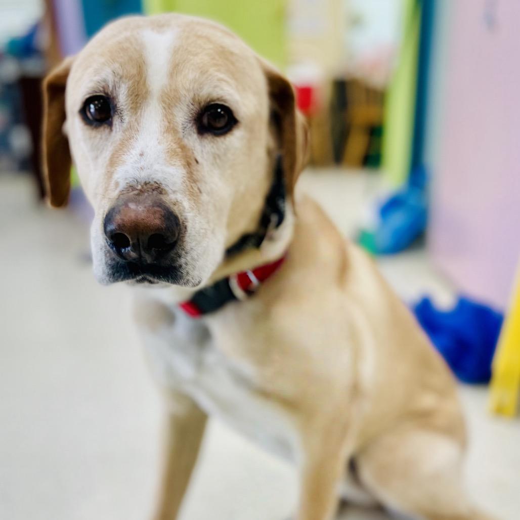 Cash, Adoptable, Adult Male Labrador Retriever.