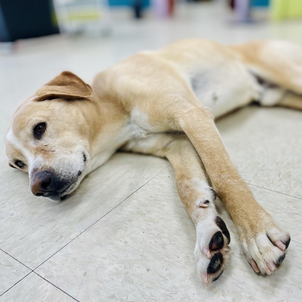 Enlarge Cash, a Adoptable Labrador Retriever in Lebanon, MO image 3/4