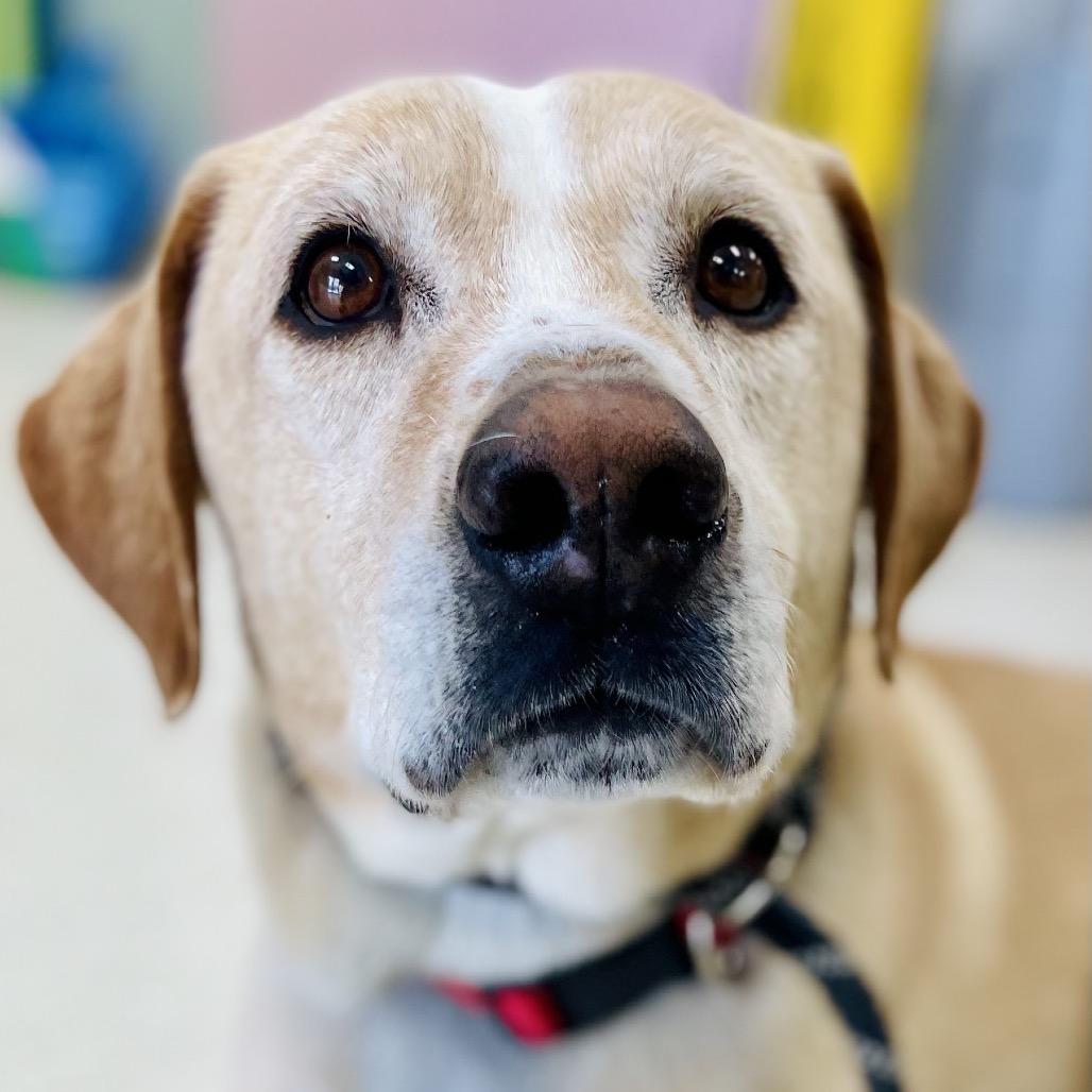Enlarge Cash, a Adoptable Labrador Retriever in Lebanon, MO image 4/4