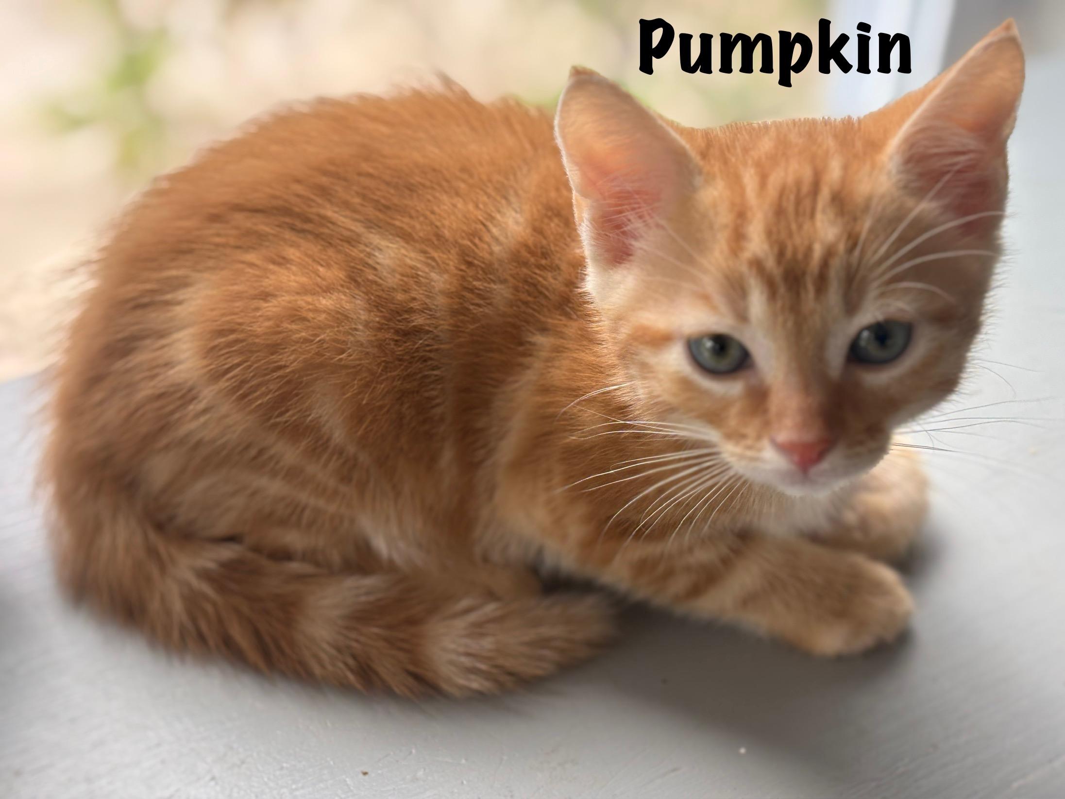 Enlarge Pumpkin, an adopted mixed breed in Vineyard Haven, MA image 1/3