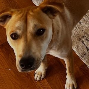 Kolbi, a ADOPTABLE mixed breed in Richmond, KY image 1/3