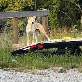 Kolbi, a ADOPTABLE mixed breed in Richmond, KY image 3/3