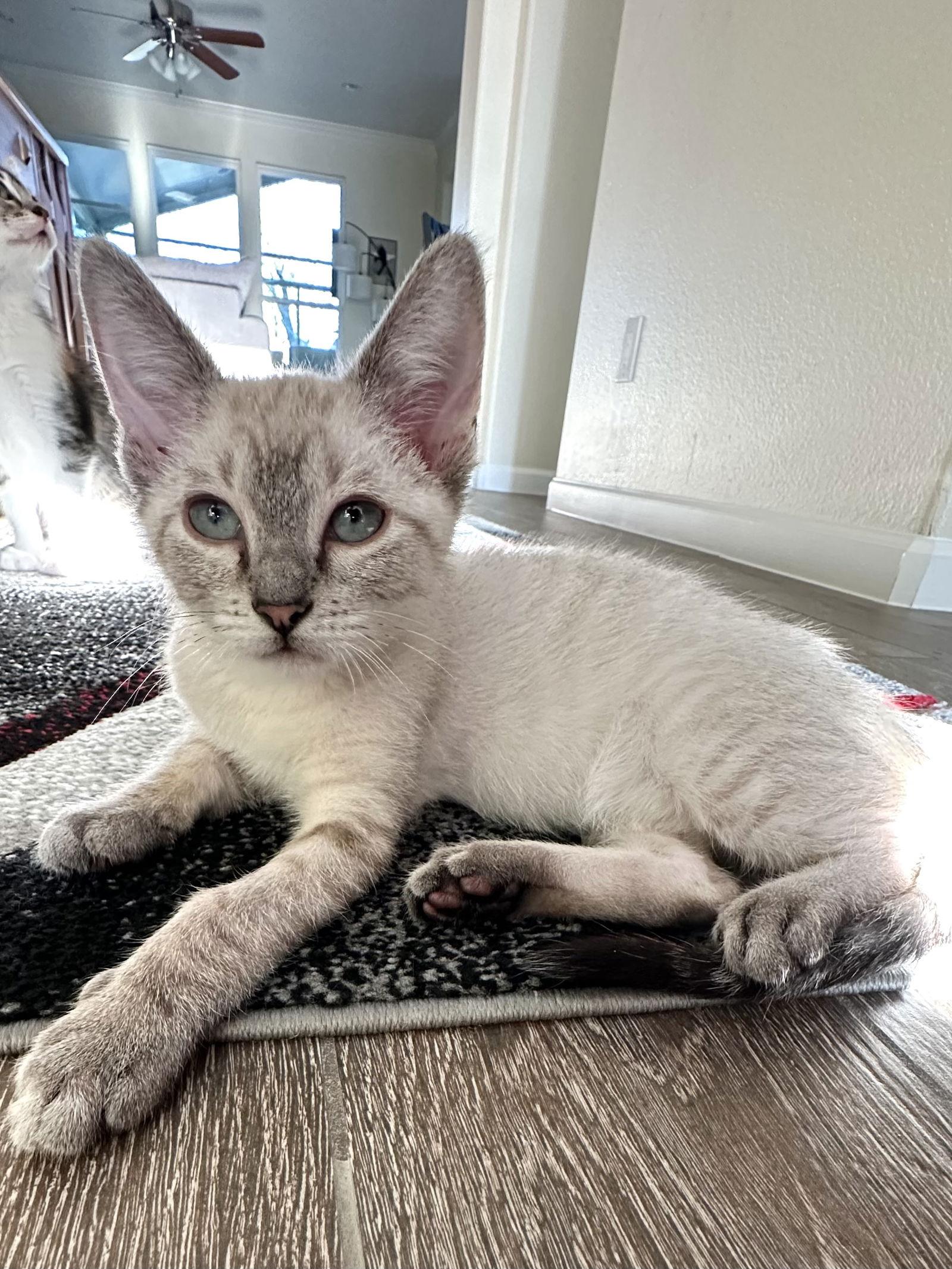 Benson, Adopted, Kitten Male Siamese.
