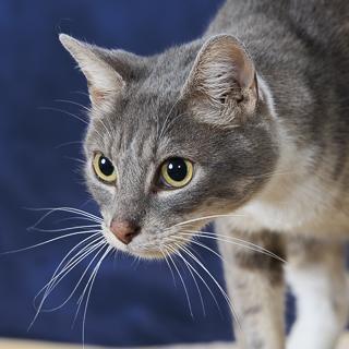 Lemon Zest, Adoptable, Young Male Domestic Short Hair & Domestic Short Hair.