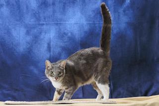 Lemon Zest, a Adoptable Domestic Short Hair in Chesapeake, VA image 2/3
