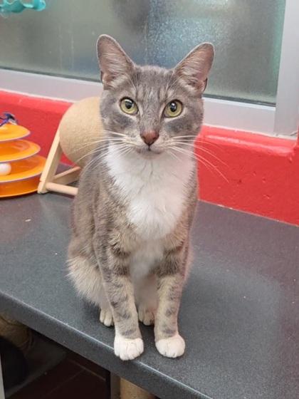 Lemon Zest, a Adoptable Domestic Short Hair in Chesapeake, VA image 3/3