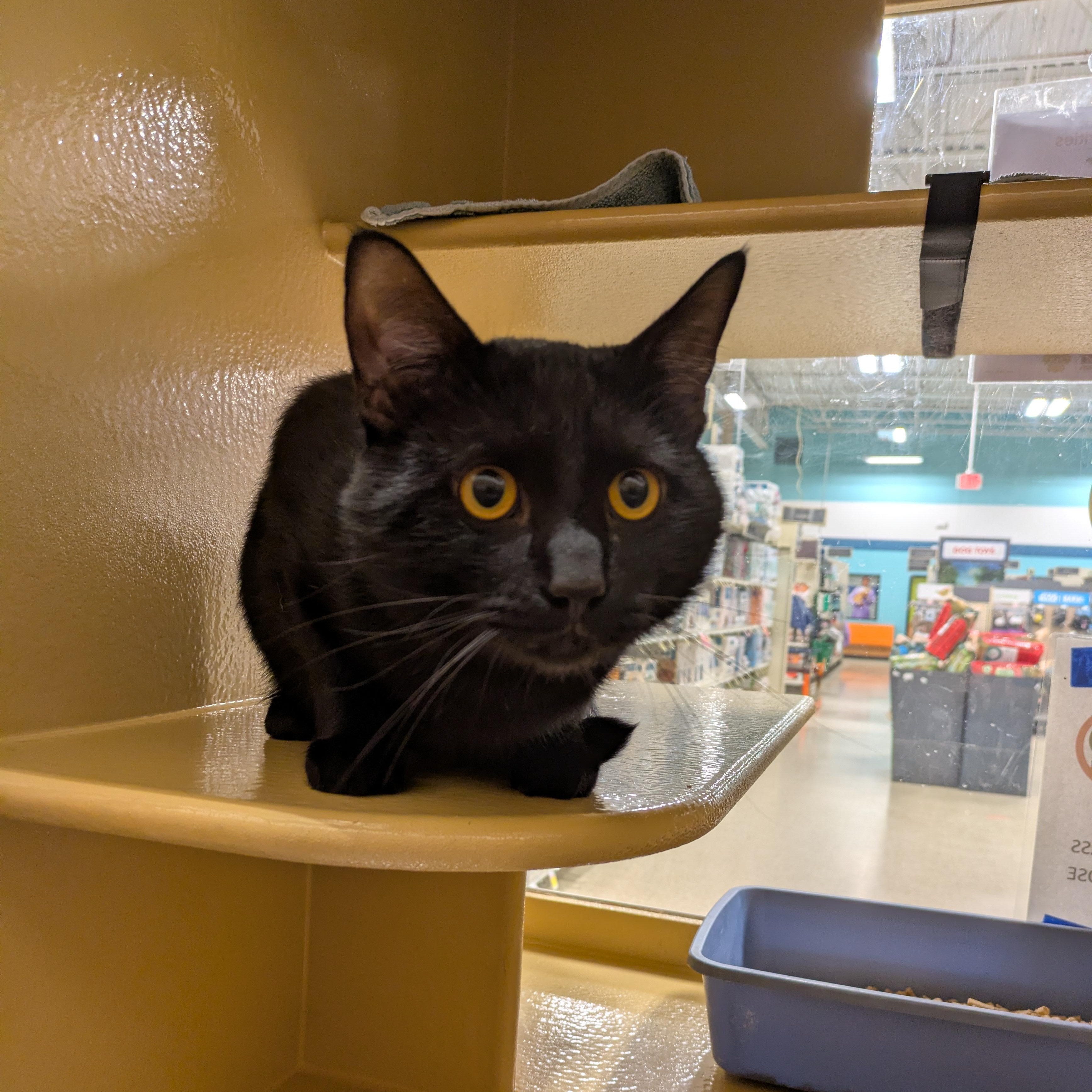 Spooky, ADOPTABLE, Kitten Male Domestic Short Hair.