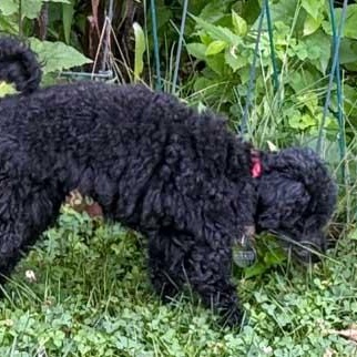 Eva, a ADOPTABLE Poodle (Toy) in White Bear Lake, MN image 5/5