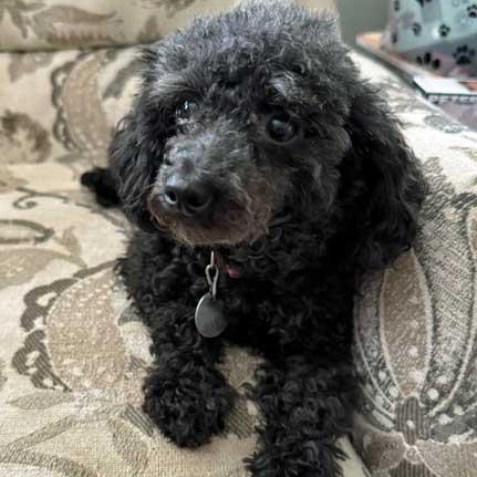 Eva, a ADOPTABLE Poodle (Toy) in White Bear Lake, MN image 4/5
