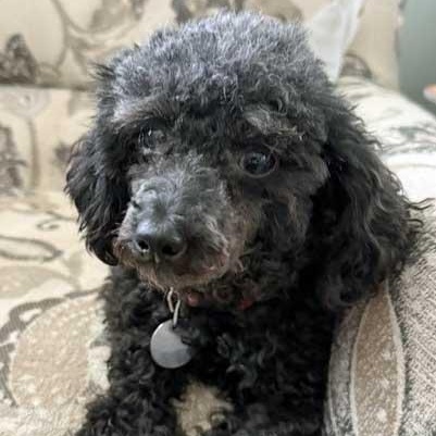 Eva, a ADOPTABLE Poodle (Toy) in White Bear Lake, MN image 1/5