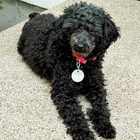 Eva, a ADOPTABLE Poodle (Toy) in White Bear Lake, MN image 3/5