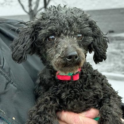 Eva, a ADOPTABLE Poodle (Toy) in White Bear Lake, MN image 2/5