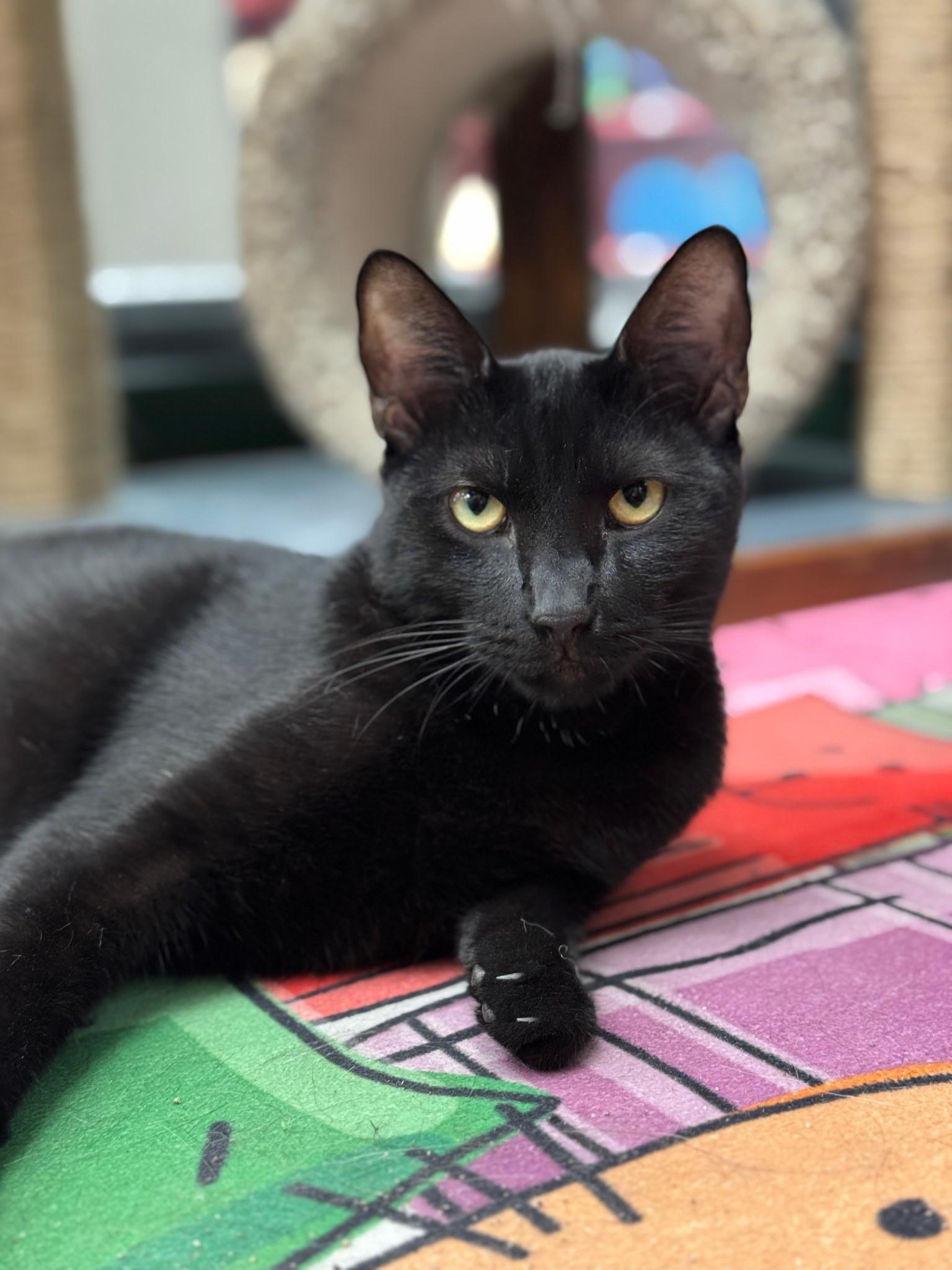 Sebastian, a Adoptable Domestic Short Hair in Westminster, CA image 2/3