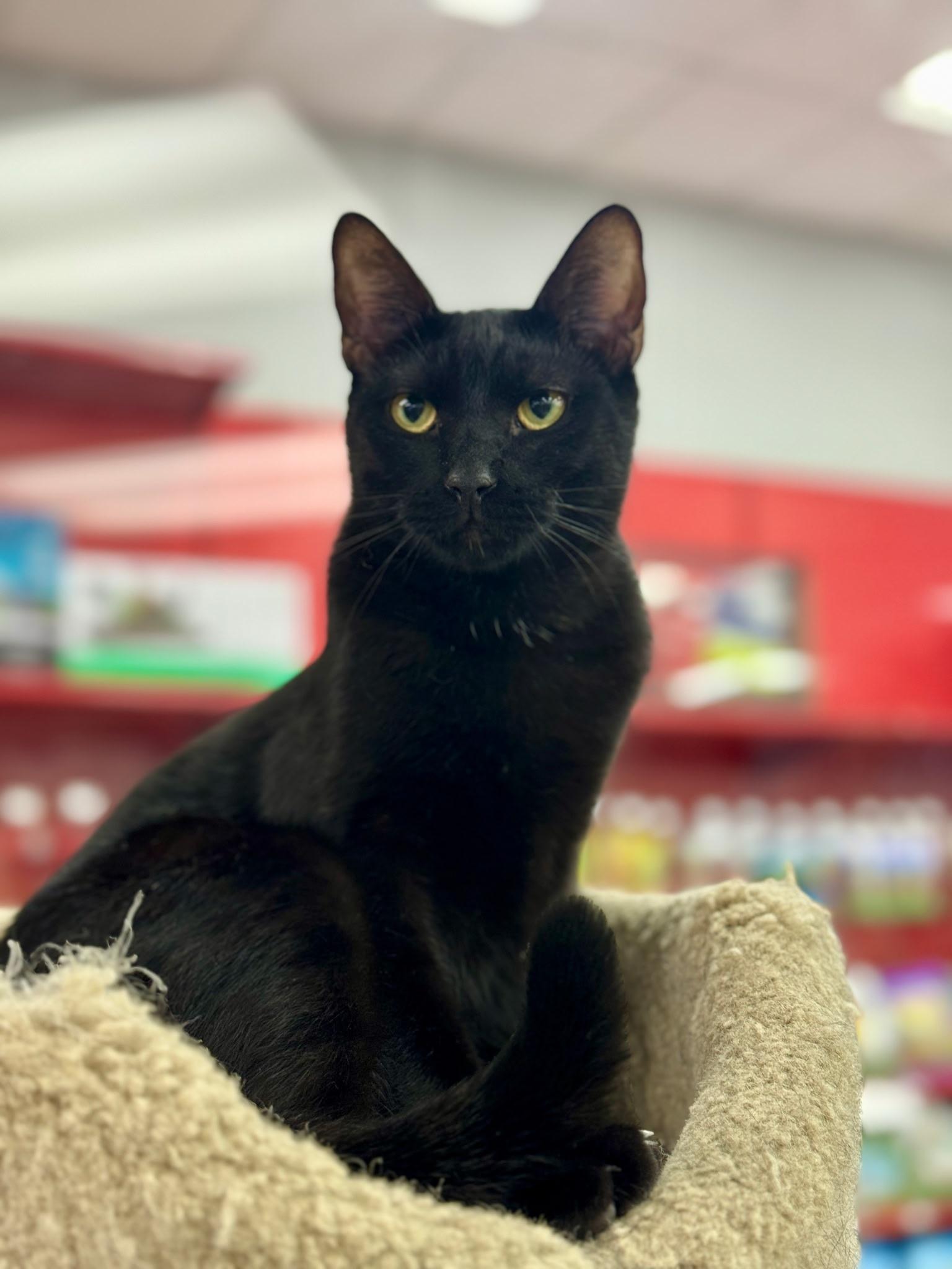 Sebastian, a Adoptable Domestic Short Hair in Westminster, CA image 1/3