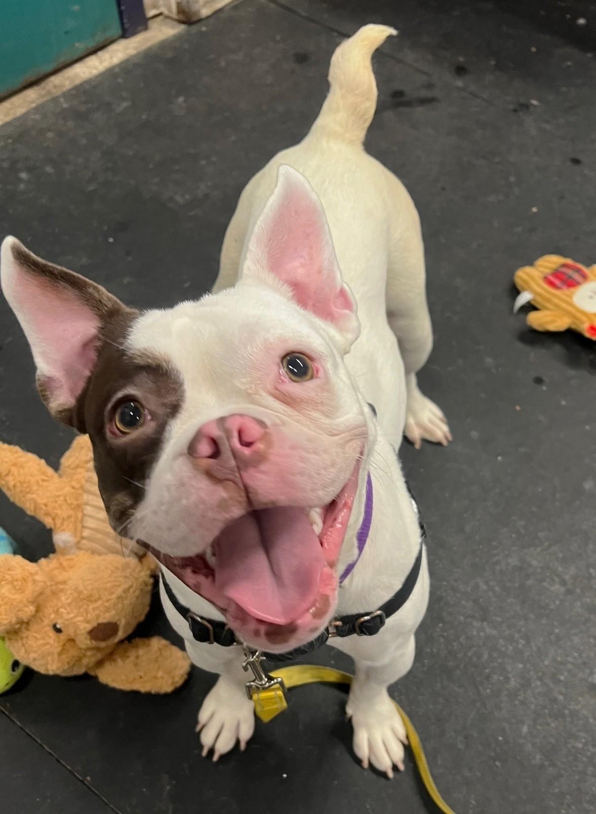 Thumbelina-Such a funny character!, ADOPTABLE, Adult Female Mixed Breed.