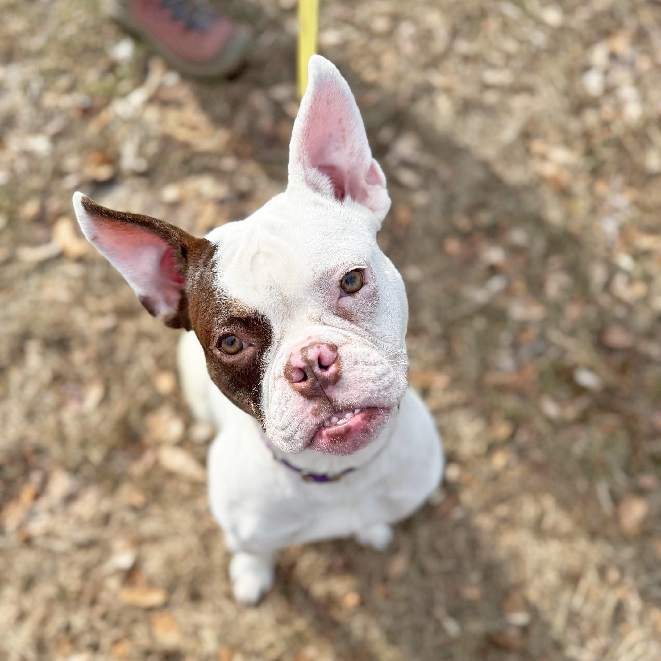 Enlarge Thumbelina-Such a funny character!, a ADOPTABLE mixed breed in Oshkosh, WI image 2/6