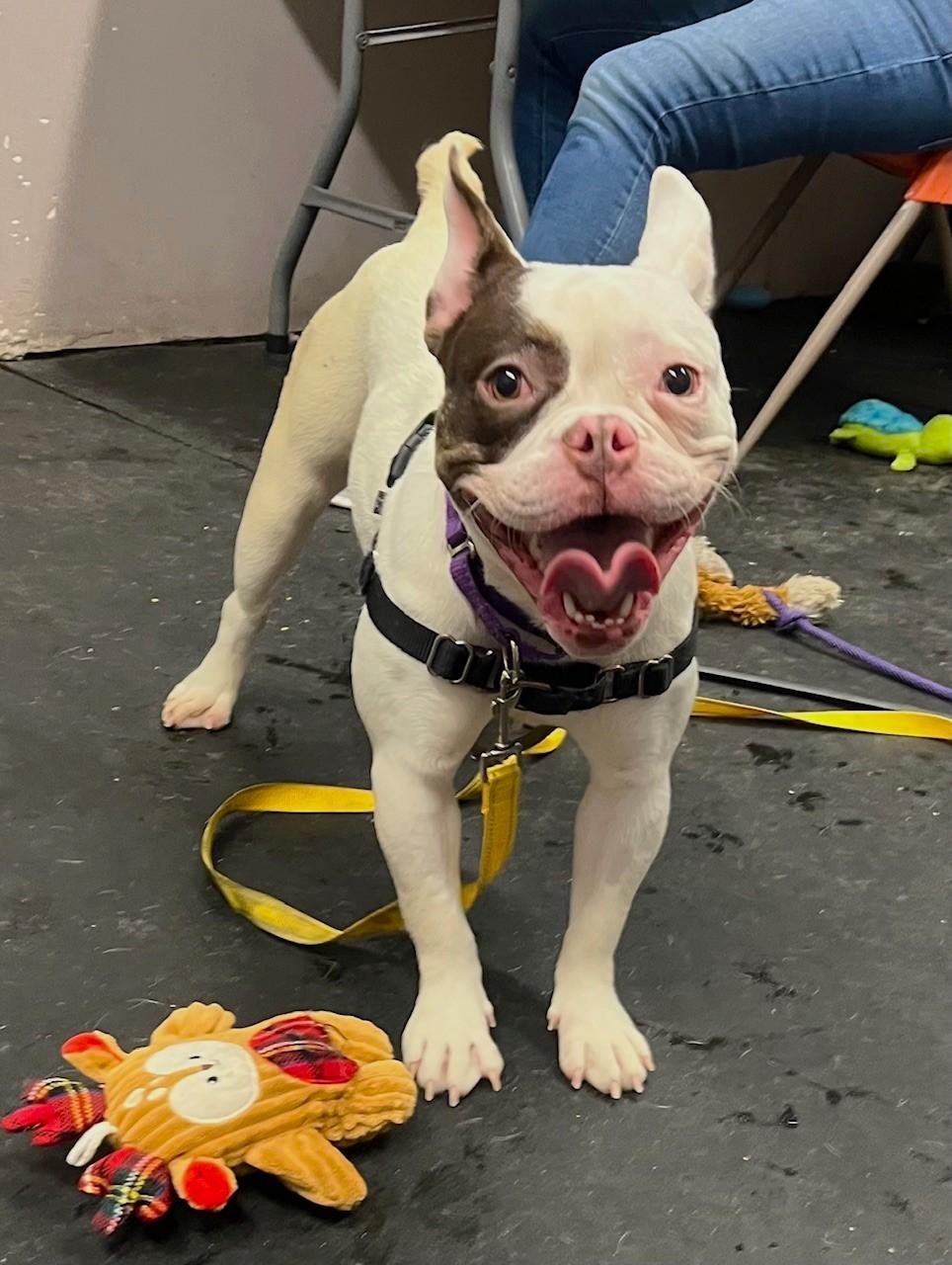 Enlarge Thumbelina-Such a funny character!, a ADOPTABLE mixed breed in Oshkosh, WI image 4/6