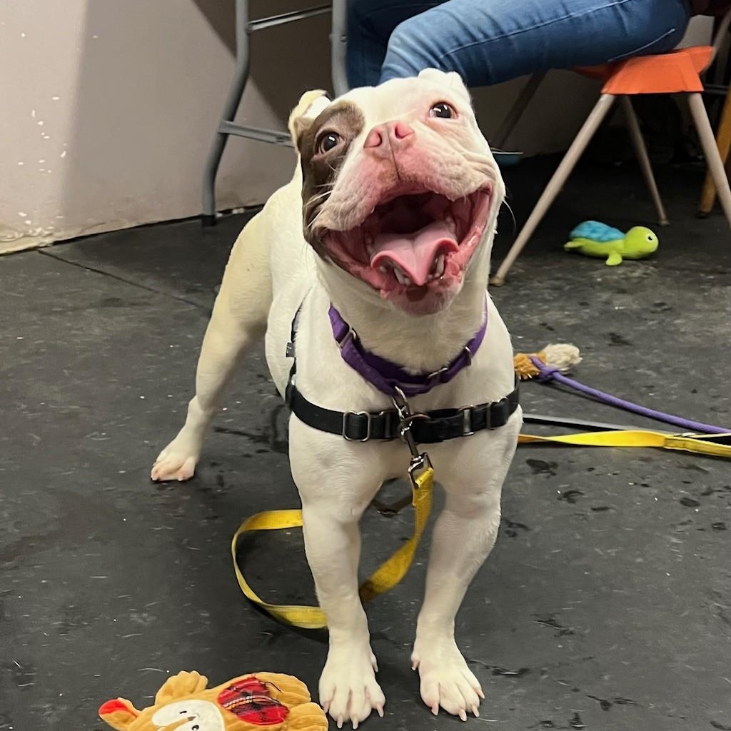 Enlarge Thumbelina-Such a funny character!, a ADOPTABLE mixed breed in Oshkosh, WI image 5/6