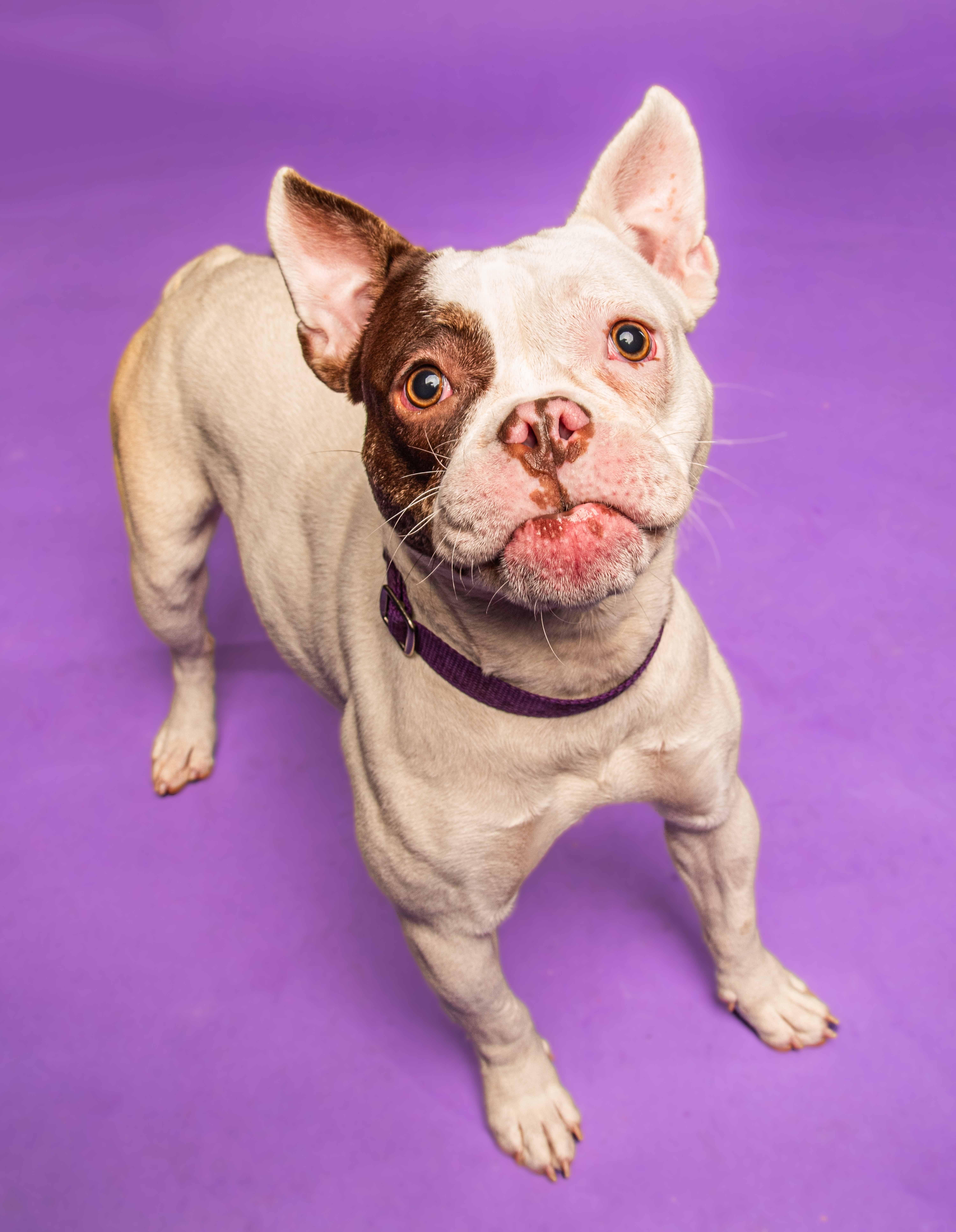 Enlarge Thumbelina-Such a funny character!, a ADOPTABLE mixed breed in Oshkosh, WI image 1/6