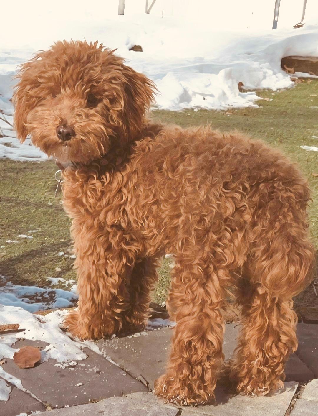 Enlarge Ozzy, a ADOPTABLE Miniature Poodle in Crompond, NY image 2/2