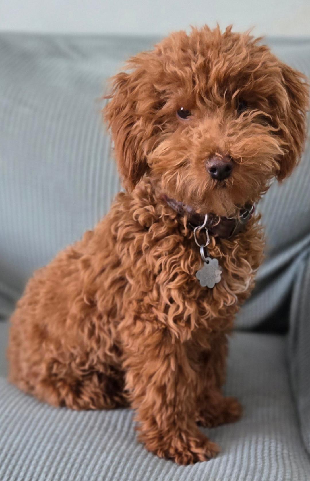 Ozzy, ADOPTABLE, Puppy Male Miniature Poodle.