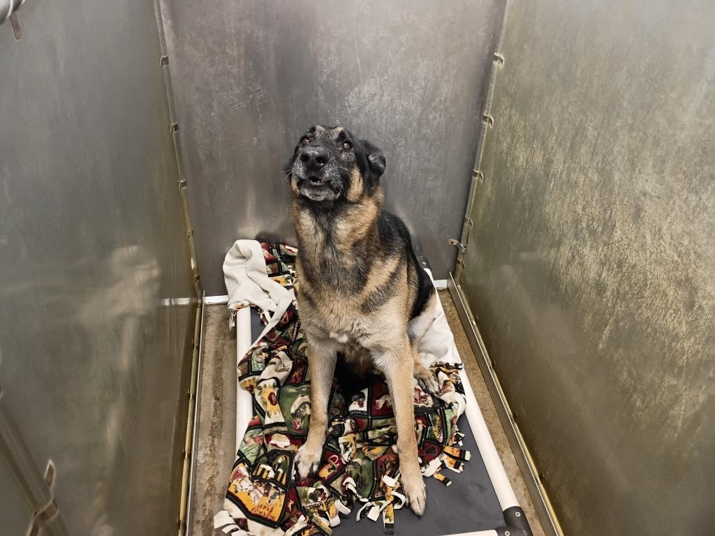 Enlarge Gingham, a Adoptable German Shepherd Dog in La Porte, IN image 1/2
