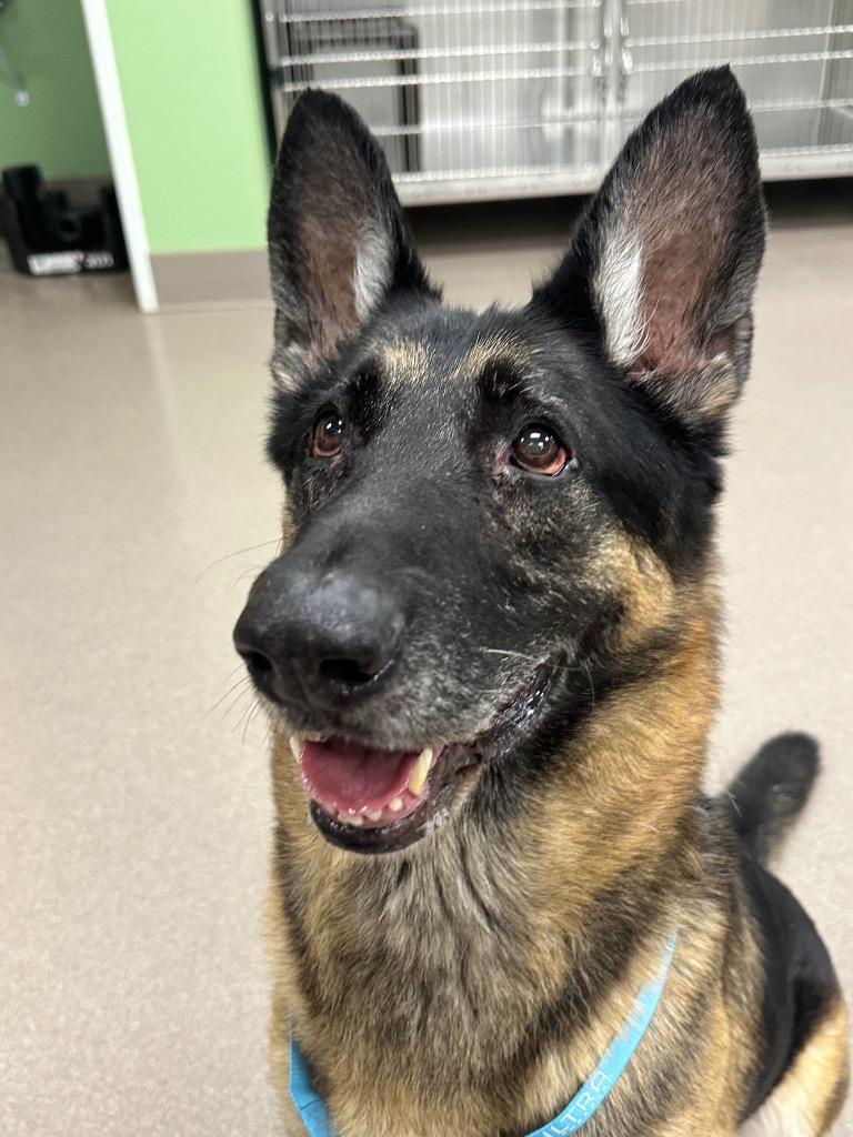 Enlarge Gingham, a Adoptable German Shepherd Dog in La Porte, IN image 2/2