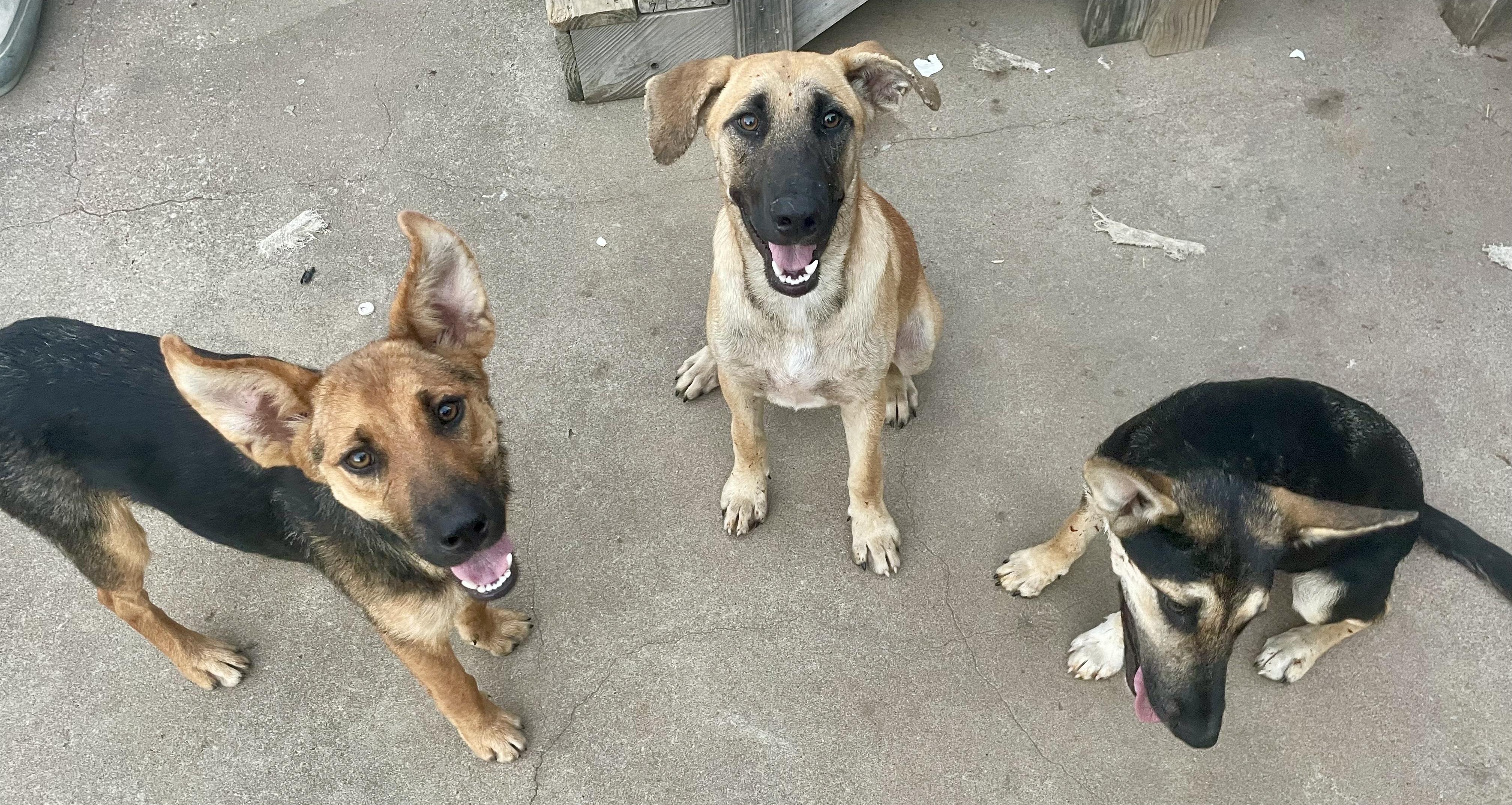 Brows, Adoptable, Young Female Anatolian Shepherd.