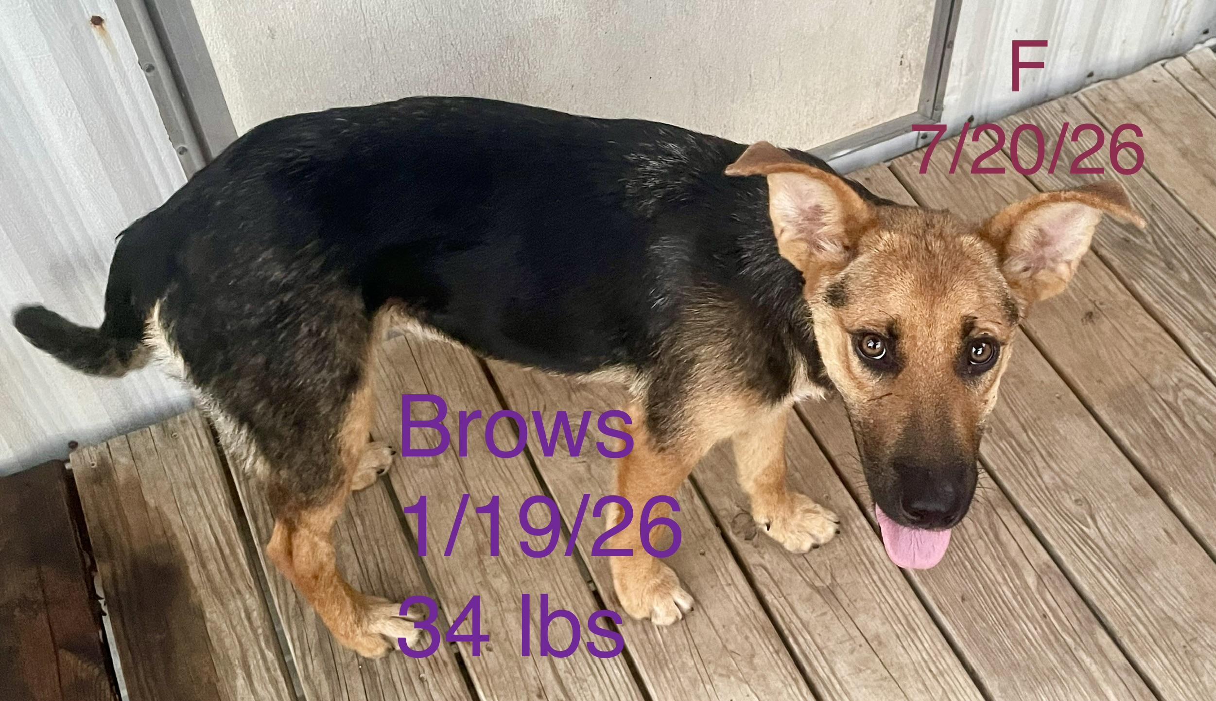 Enlarge Brows, a Adoptable mixed breed in Welling, OK image 2/2