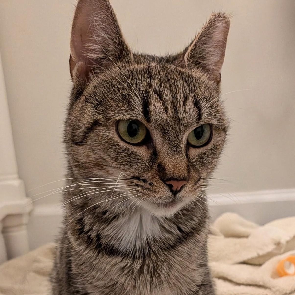 Peewee, a Adoptable Domestic Short Hair in West Orange, NJ image 3/3