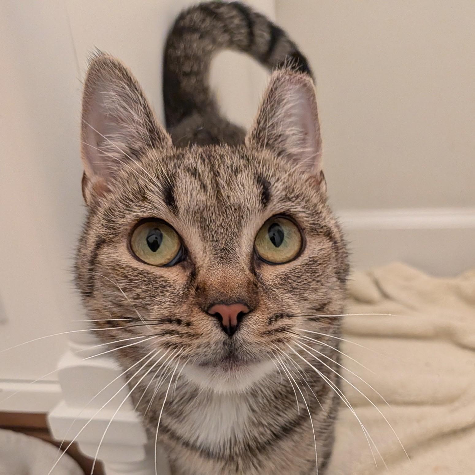 Peewee, Adoptable, Adult Female Domestic Short Hair.
