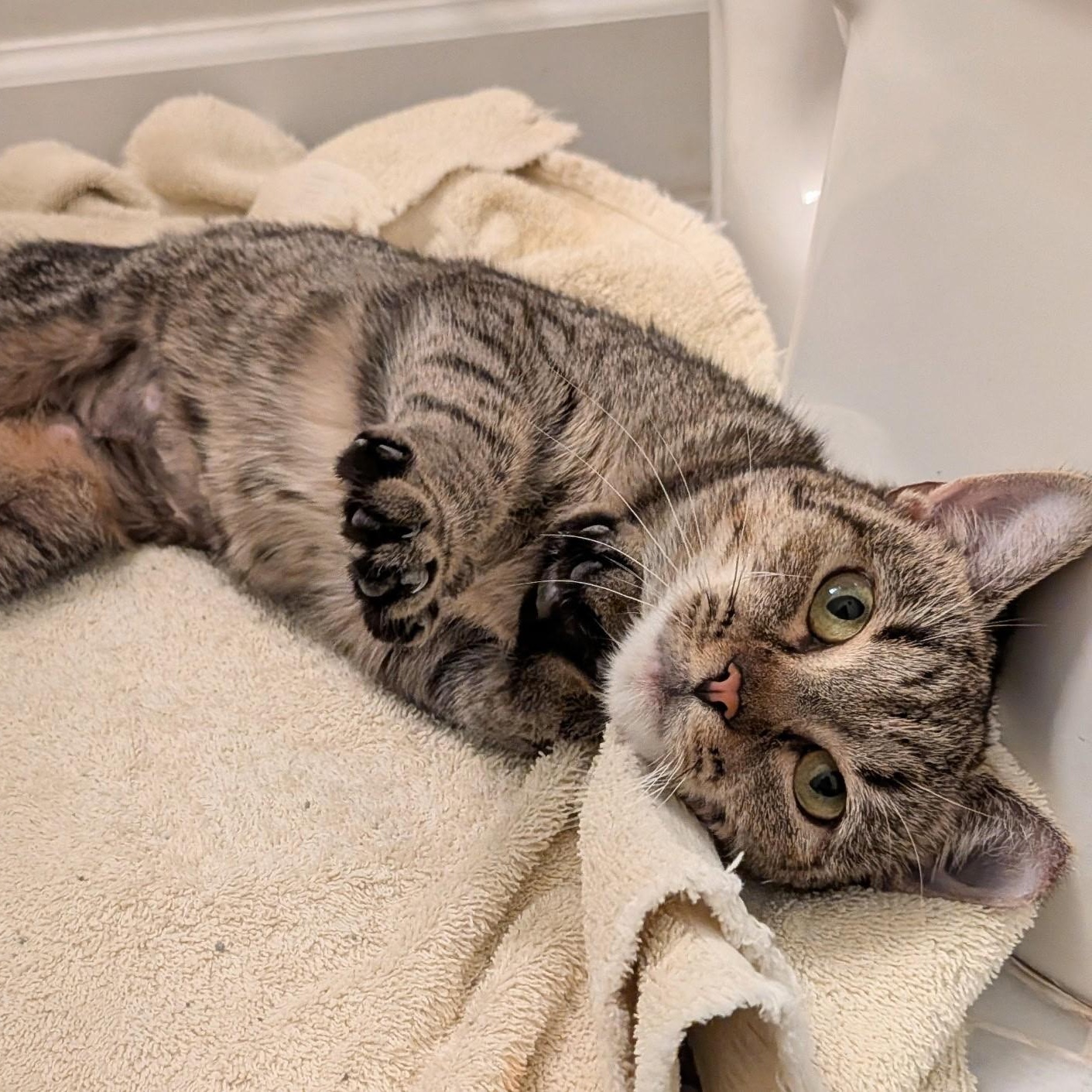 Peewee, a Adoptable Domestic Short Hair in West Orange, NJ image 2/3