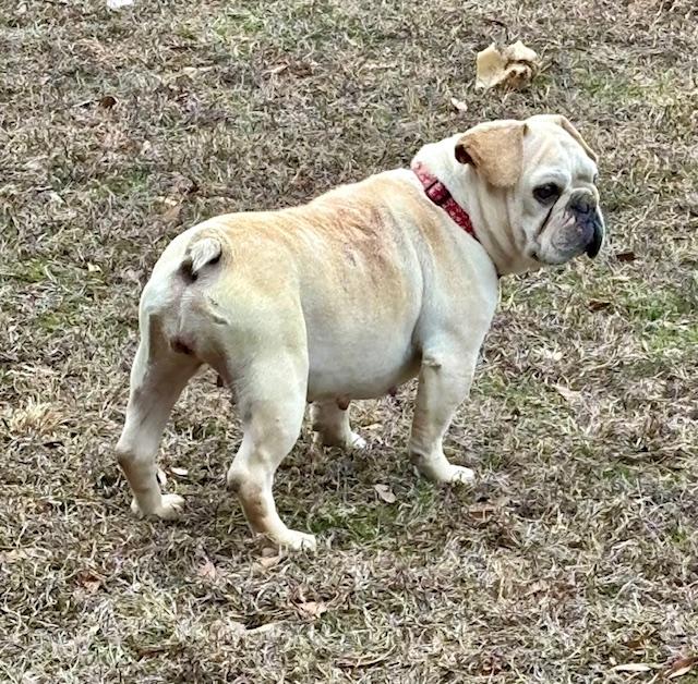 CINDY, a Adopted French Bulldog in Port Elizabeth, NJ image 1/4