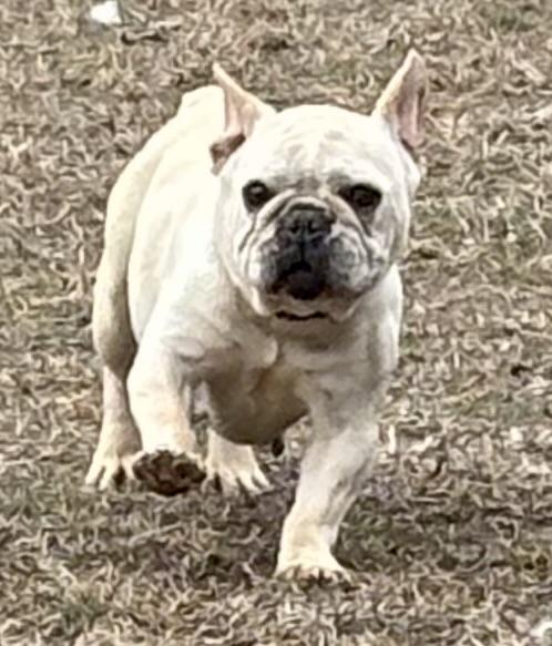 CINDY, a Adopted French Bulldog in Port Elizabeth, NJ image 2/4