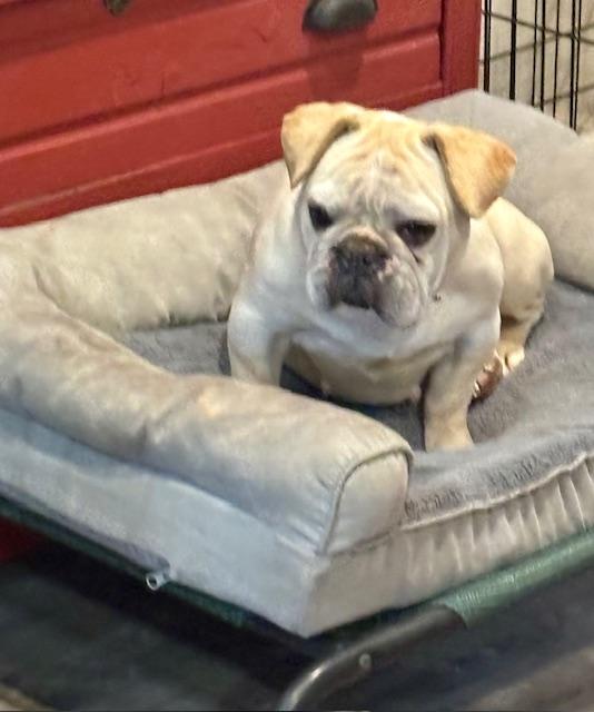 CINDY, a Adopted French Bulldog in Port Elizabeth, NJ image 3/4