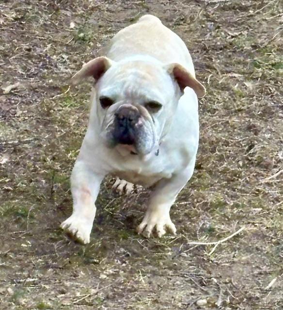 CINDY, a Adopted French Bulldog in Port Elizabeth, NJ image 4/4
