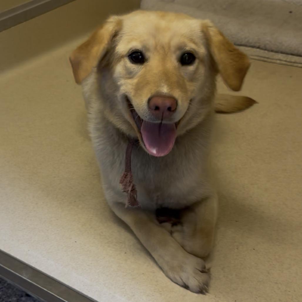 Biscotti D26-005, Adoptable, Adult Female Yellow Labrador Retriever.