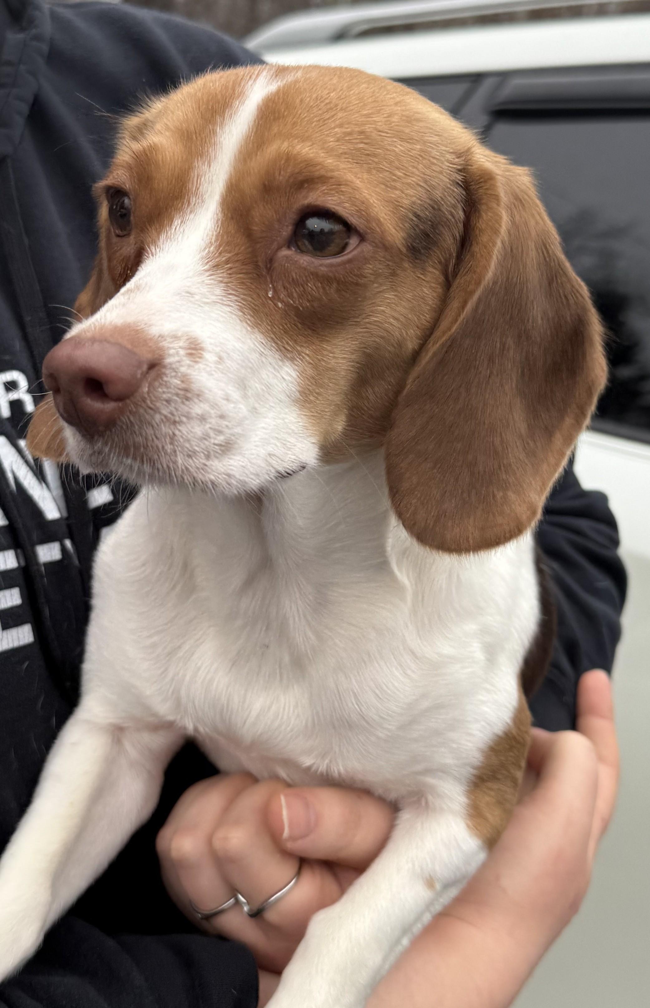 Muffin, adopted, Adult Female Beagle.