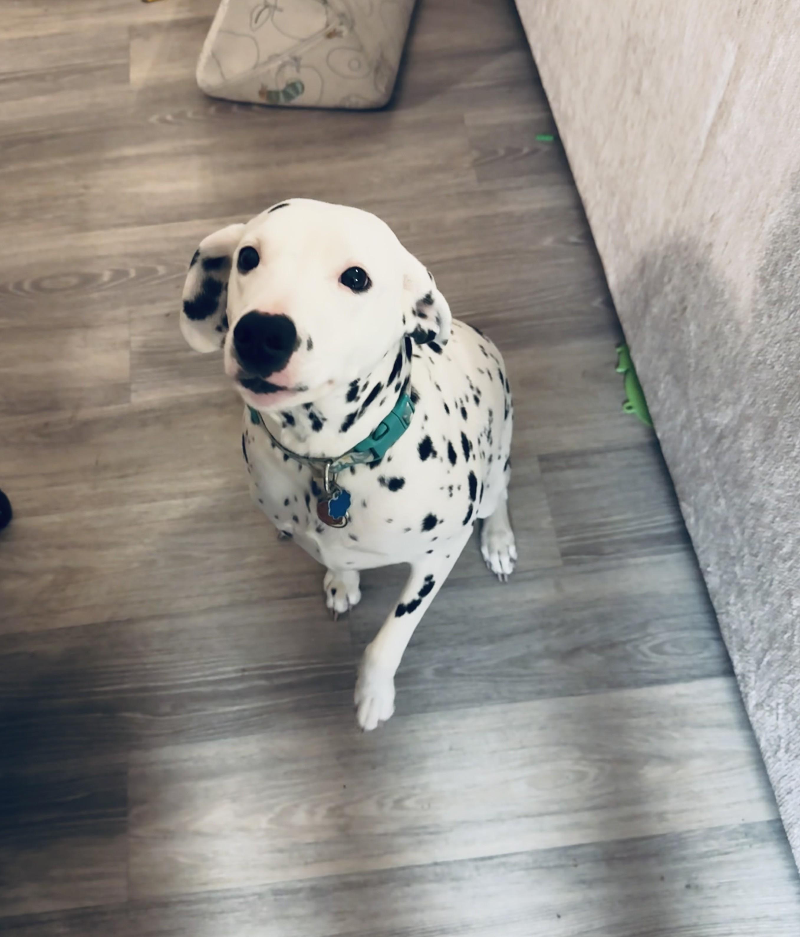 Enlarge Tilly-San Diego, CA, a ADOPTABLE Dalmatian in San Diego, CA image 4/4