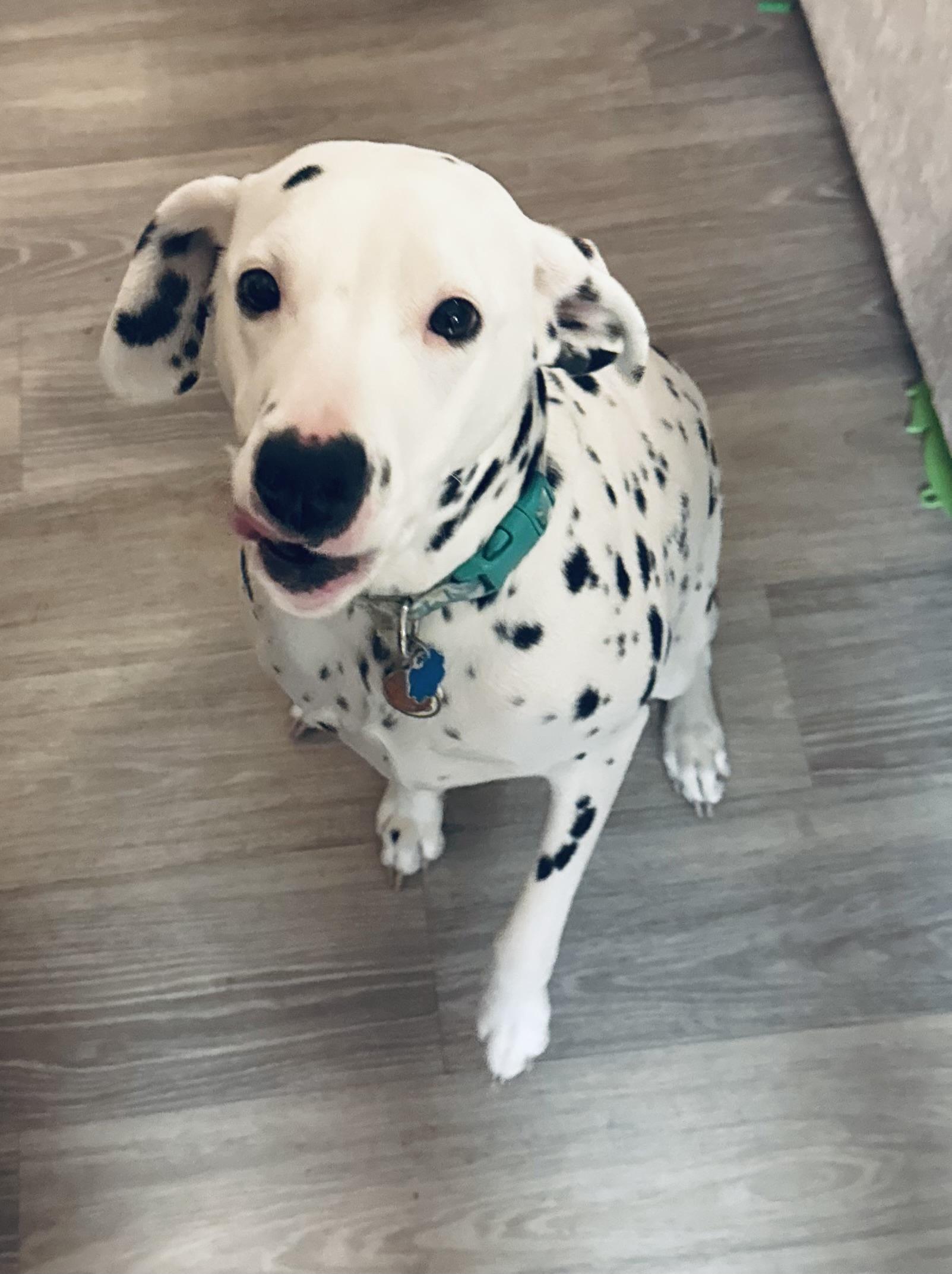 Tilly-San Diego, CA, ADOPTABLE, Young Female Dalmatian.