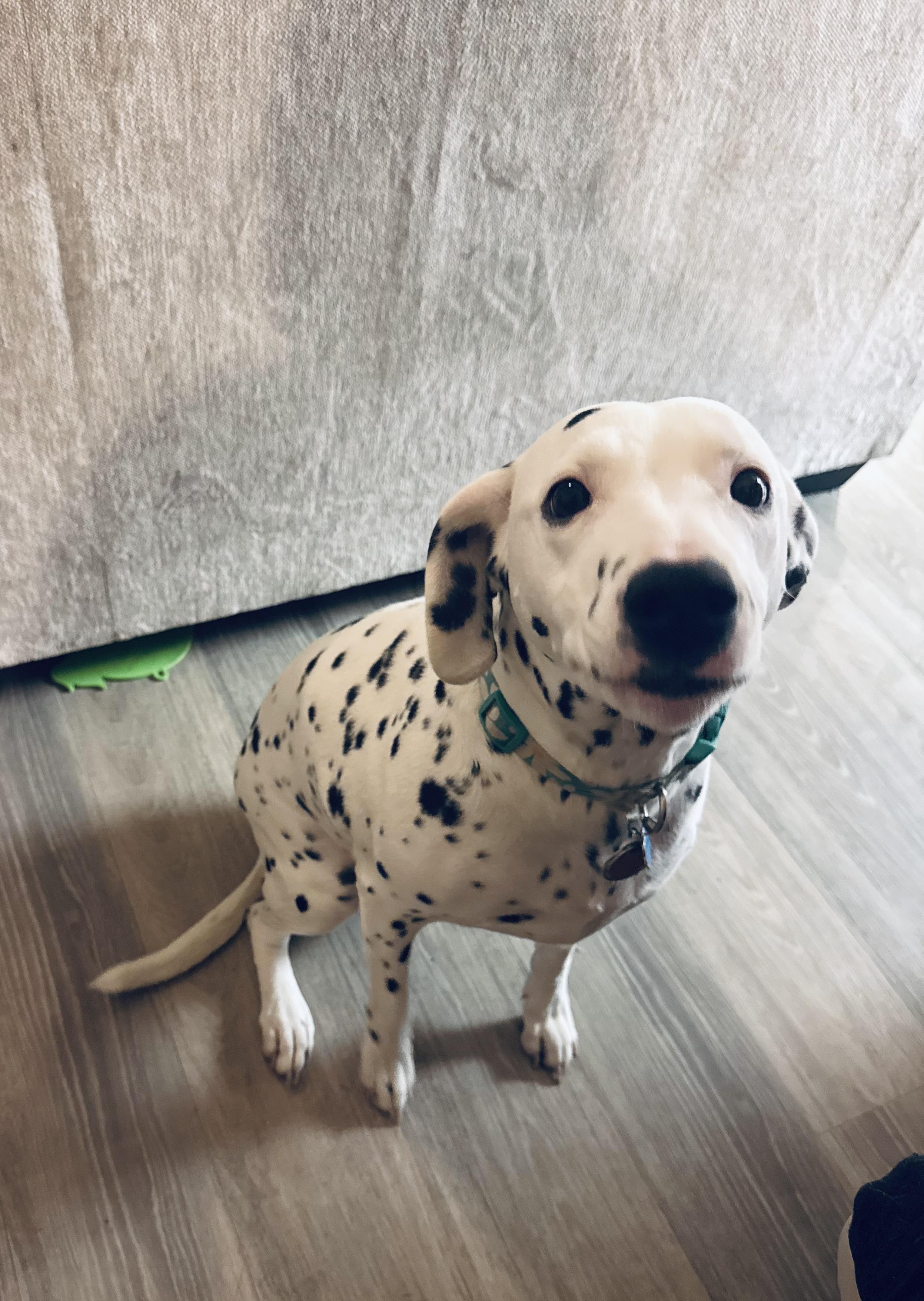 Enlarge Tilly-San Diego, CA, a ADOPTABLE Dalmatian in San Diego, CA image 2/4