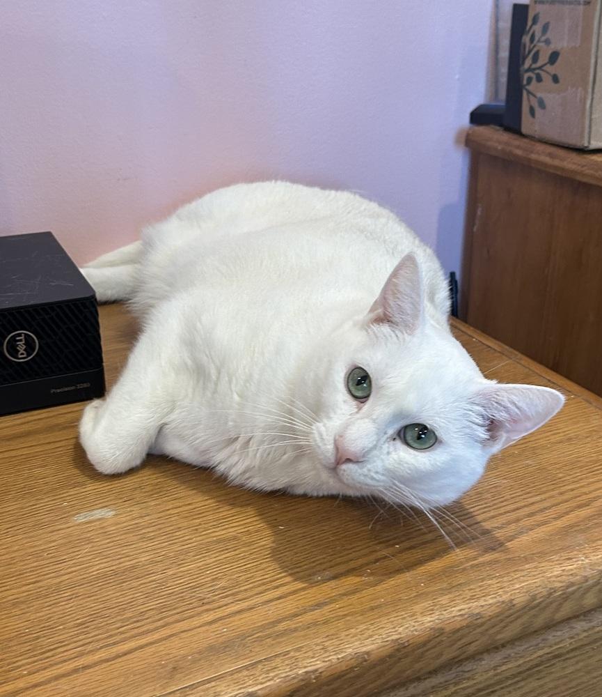Enlarge Megan (formally Pearl & Vinaigrette), a Adoptable mixed breed in Gardena, CA image 1/3