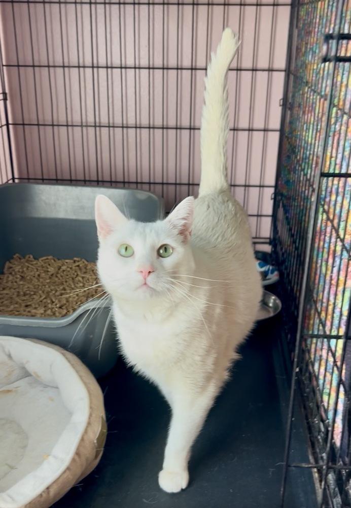 Enlarge Megan (formally Pearl & Vinaigrette), a Adoptable mixed breed in Gardena, CA image 2/3
