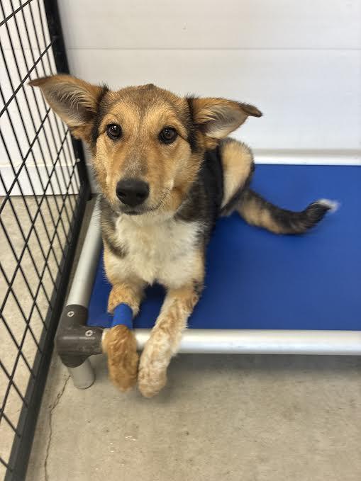 Cinnamon, ADOPTABLE, Young Female Collie.