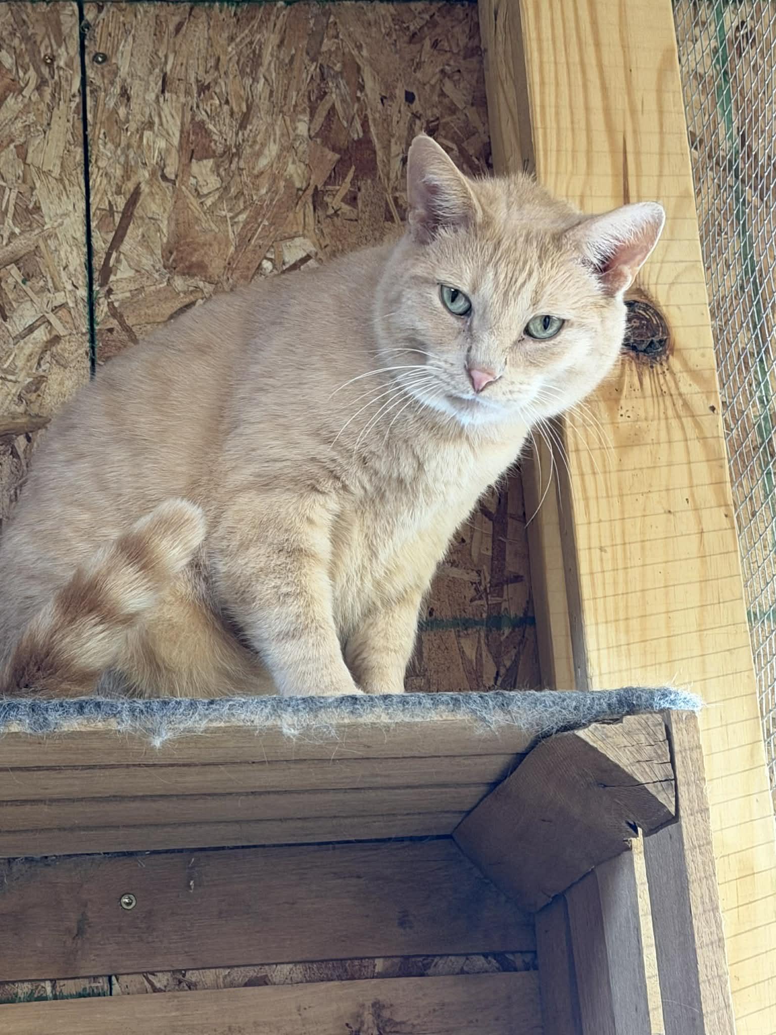 Oates, Adopted, Adult Male Domestic Short Hair.