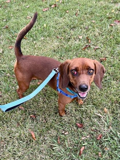 Beetle Juice thumbnail 2