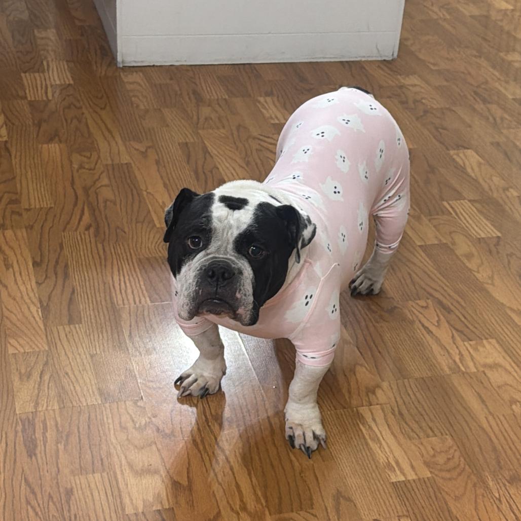 Lulu, Adoptable, Adult Female American Bulldog.