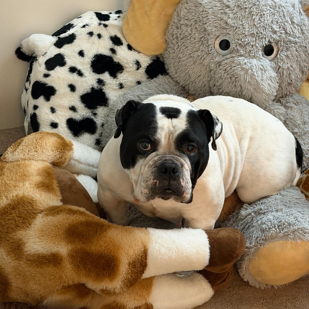 Enlarge Lulu, a Adoptable American Bulldog in Bristol, IN image 2/2