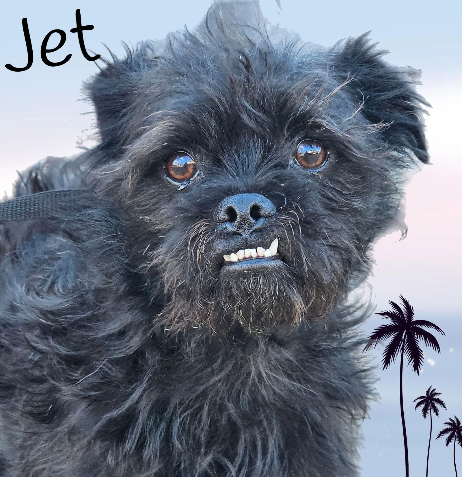 Enlarge Jet, a Adoptable mixed breed in Phelan, CA image 1/5