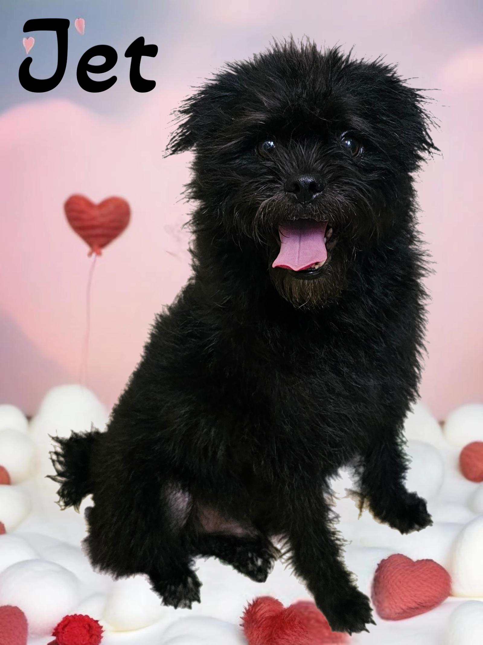 Enlarge Jet, a Adoptable mixed breed in Phelan, CA image 2/5